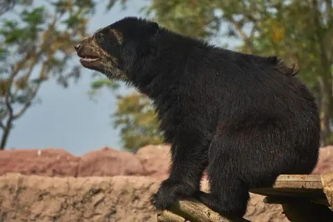 2025年の日本における「クマの疫病」:なぜクマは大量に都市部に侵入するのか?