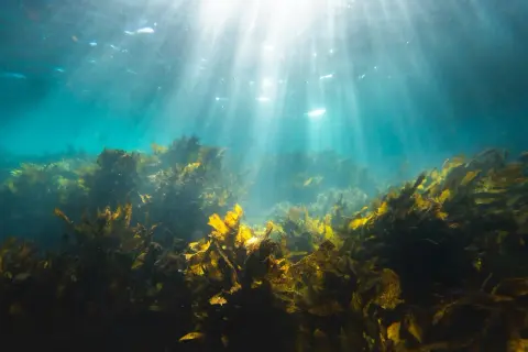 海洋の「環境調整役」海藻：静かに青い星を守る秘密兵器？