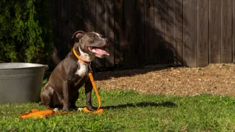愛犬が走り回っても「剥げない・枯れない」庭づくり。芝生選びとメンテナンスの全知識